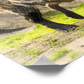 Laughing Hyena Poster (Ecke)