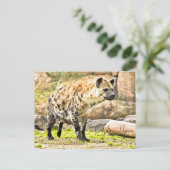 Laughing Hyena Postkarte (Stehend Vorderseite)