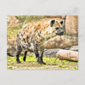 Laughing Hyena Postkarte (Vorderseite)