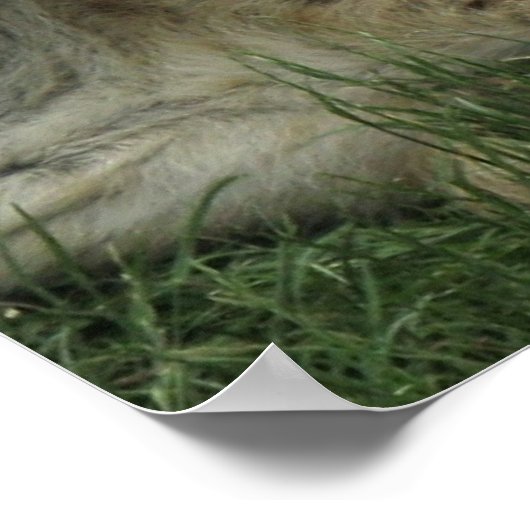 Laughing Hyenas Poster (Ecke)