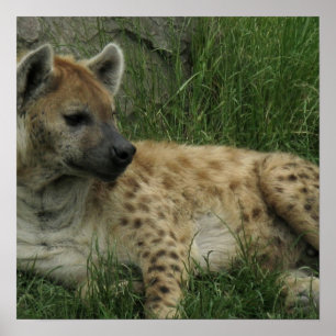 Laughing Hyenas Poster