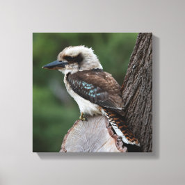 Laughing Kookaburra Australia Bird Leinwanddruck