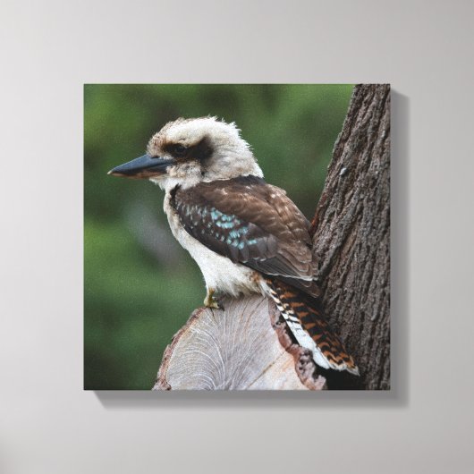 Laughing Kookaburra Australia Bird Leinwanddruck (Vorderseite)
