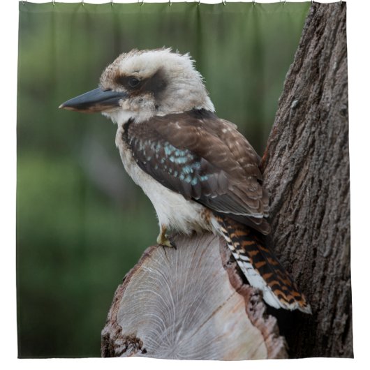 Laughing Kookaburra Bird Animal Tree Duschvorhang (Vorderseite)