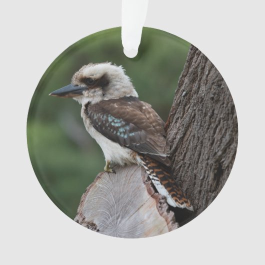 Laughing Kookaburra Bird Animal Tree Ornament (Vorderseite)