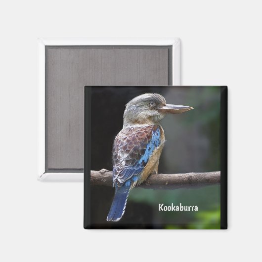 Laughing Kookaburra Bird Magnet (Vorderseite/Rückseite)
