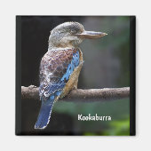 Laughing Kookaburra Bird Magnet (Vorne)