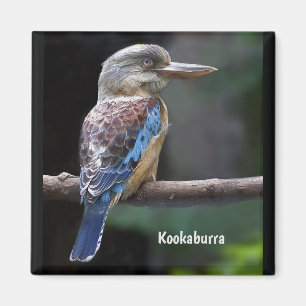 Laughing Kookaburra Bird Magnet