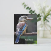 Laughing Kookaburra Bird Postkarte (Stehend Vorderseite)
