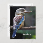 Laughing Kookaburra Bird Postkarte (Vorne/Hinten)