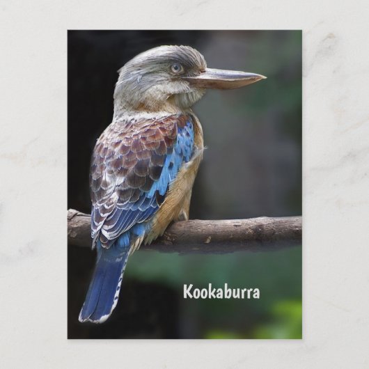 Laughing Kookaburra Bird Postkarte (Vorderseite)