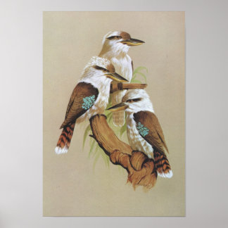 Laughing Kookaburra - Dacelo gigas Poster