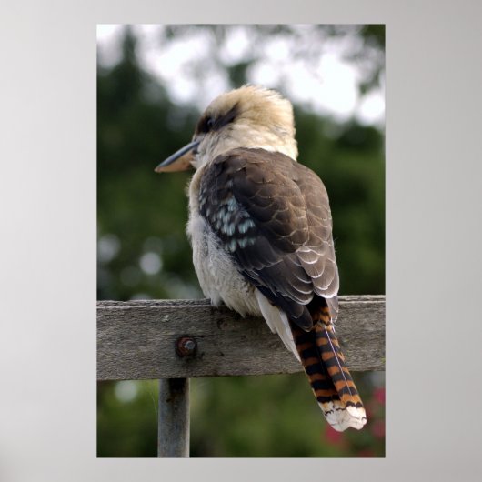 Laughing Kookaburra Poster (Vorne)
