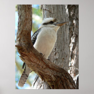 Laughing Kookaburra Poster