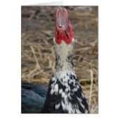 Laughing Muscovy (Vorne)