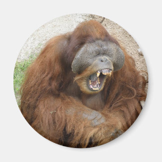 Laughing Orangutan Magnet