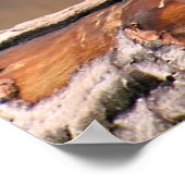 Laughing Orangutan Poster (Ecke)