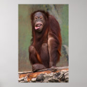 Laughing Orangutan Poster (Vorne)