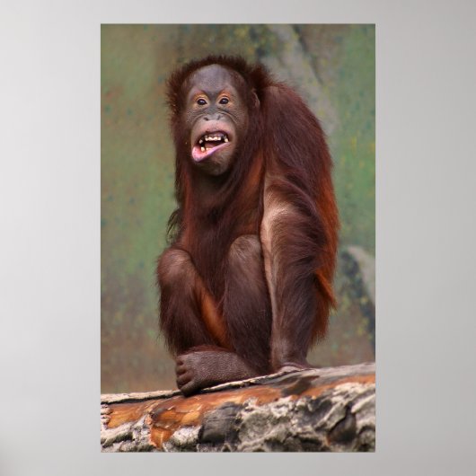 Laughing Orangutan Poster (Vorne)