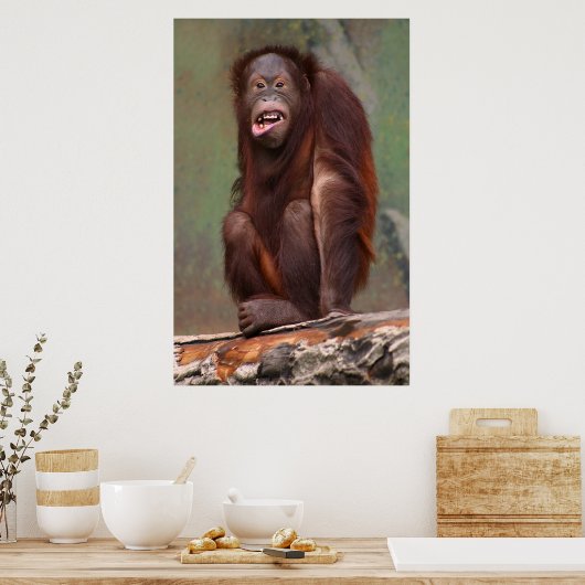 Laughing Orangutan Poster (Küche)