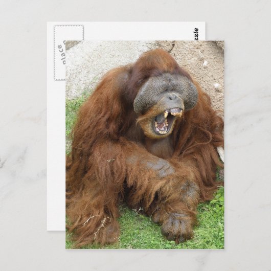 Laughing Orangutan Postkarte (Vorne/Hinten)