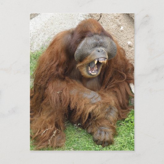 Laughing Orangutan Postkarte (Vorderseite)