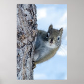 Launisches Grauhörnchen Poster (Vorne)