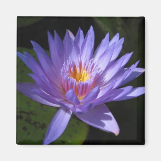 Laura Frase Magnet (Vorne)