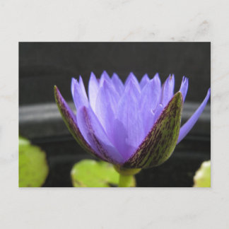 Laura Frase Postkarte