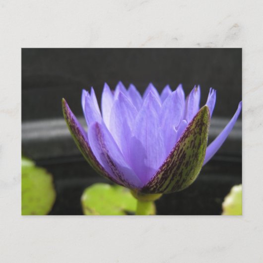 Laura Frase Postkarte (Vorderseite)