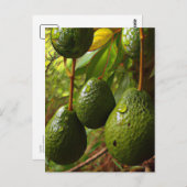 Laurales Postkarte (Vorne/Hinten)