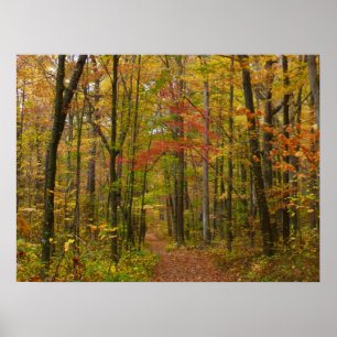 Laurel Hill Trail im Herbst Poster
