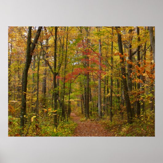 Laurel Hill Trail im Herbst Poster (Vorne)