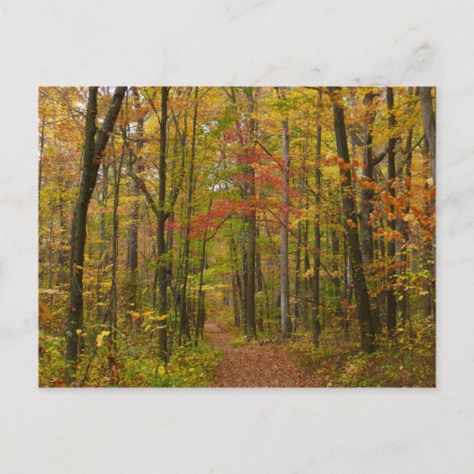 Laurel Hill Trail im Herbst Postkarte (Vorderseite)