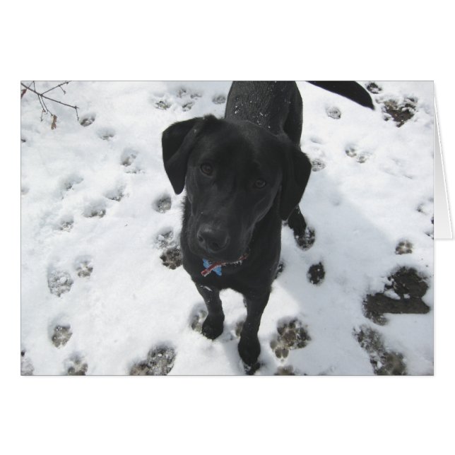 Laurel im Schnee (Vorderseite (Horizontal))