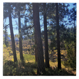 Lava Cast Forest, OR Fliese