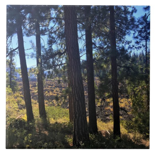 Lava Cast Forest, OR Fliese (Vorderseite)