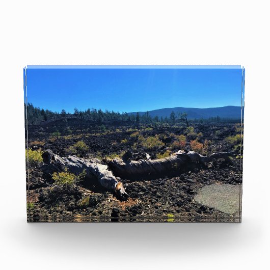 Lava Cast Forest, OR Fotoblock (Vorderseite)