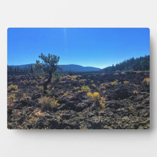 Lava Cast Forest, OR Fotoplatte