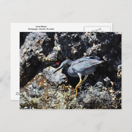 Lava Heron, Galapagos-Inseln Postkarte (Vorne/Hinten)