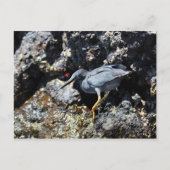 Lava Heron, Galapagos-Inseln Postkarte (Vorderseite)