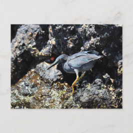 Lava Heron, Galapagos-Inseln Postkarte