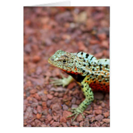 Lava Lizard