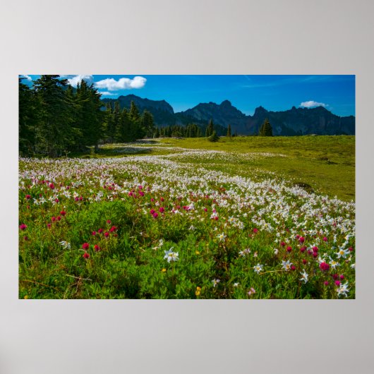 Lavalanche Lily Superbloom Poster (Vorne)