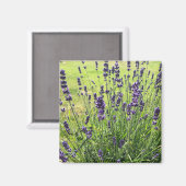 Lavanda-Blume im Sommer Magnet (Vorderseite/Rückseite)