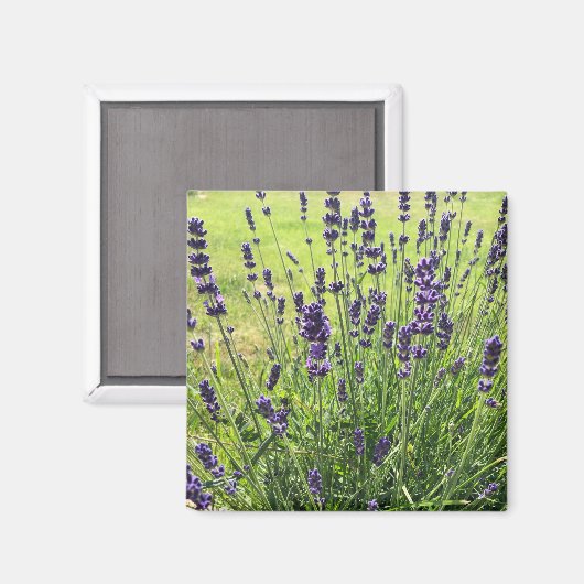 Lavanda-Blume im Sommer Magnet (Vorderseite/Rückseite)