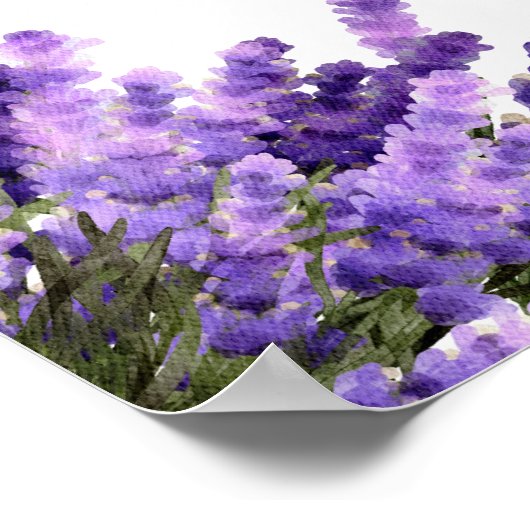 Lavanda y sus ießos en español poster (Ecke)