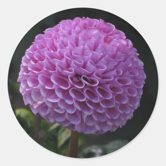 Lavander Dahlia Runder Aufkleber (Vorderseite)