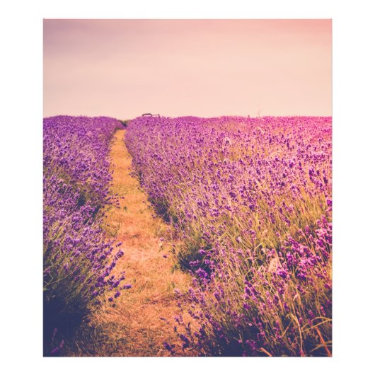 Lavander Fotodruck (Vorne)