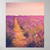 Lavander Poster (Vorne)